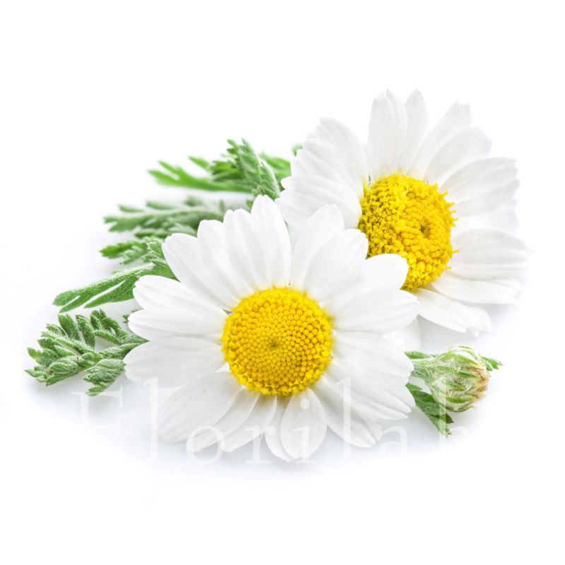 Eau florale de Camomille Eau florale de Camomille