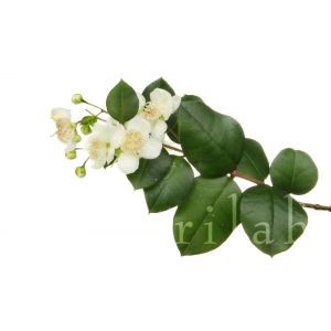 Eau florale de Myrte