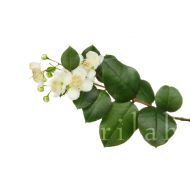 Eau florale de Myrte