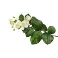 Eau florale de Myrte