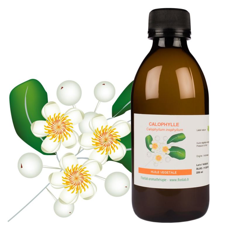 Huile végétale de Calophylle Huile végétale de Calophylle